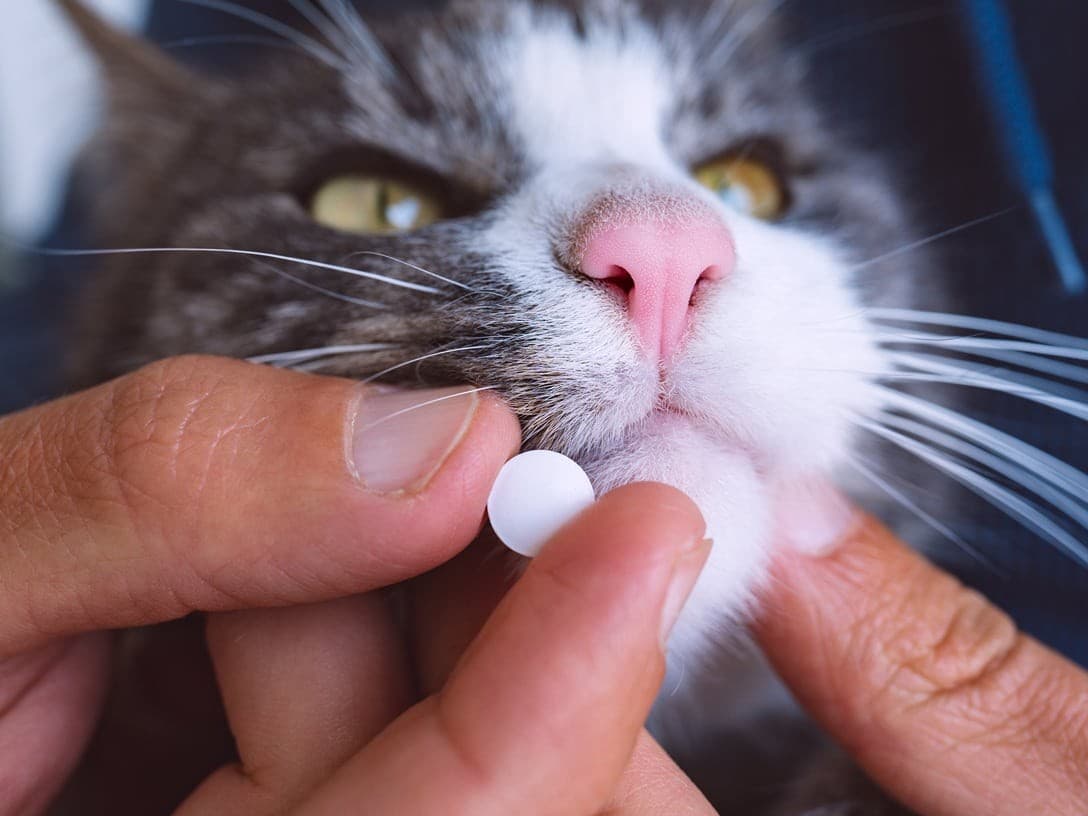 Models for the mental & captagon & PLG